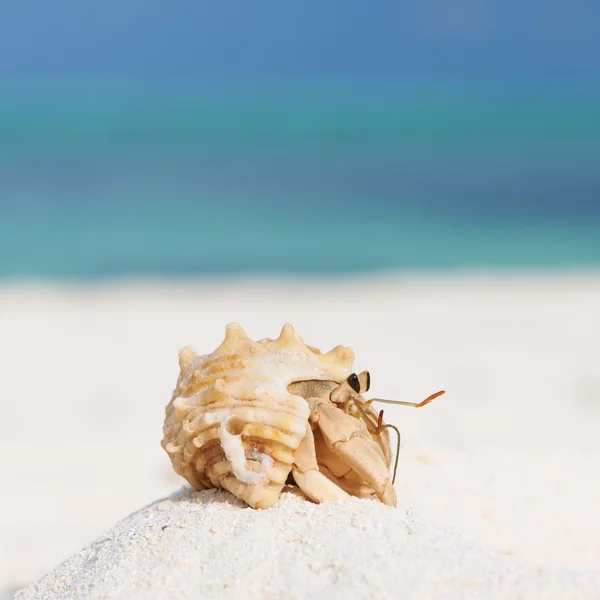 Yalnızcıl Yengeç plajda — Stok fotoğraf