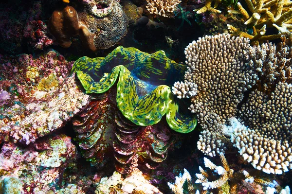 Vongole giganti alla barriera corallina tropicale — Foto Stock