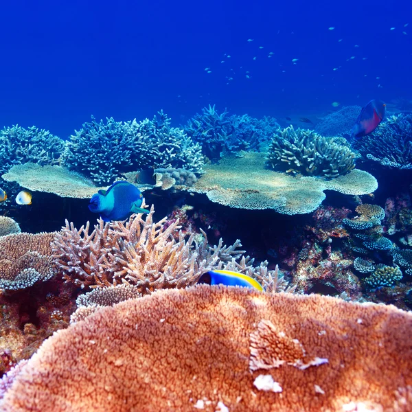 Korálový útes na Maledivy — Stock fotografie