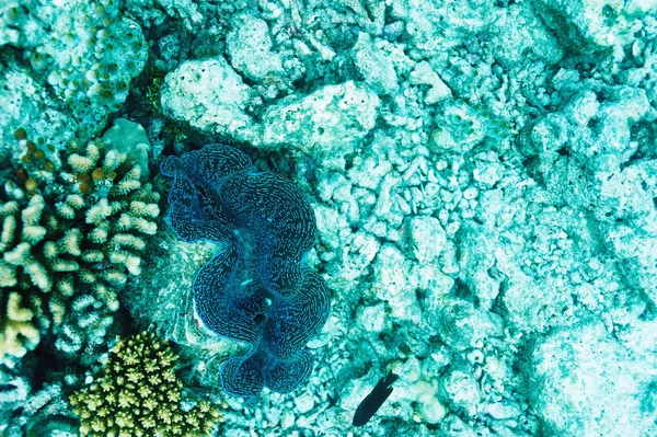 Vongole giganti (Tridacna gigas) alla barriera corallina tropicale — Foto Stock