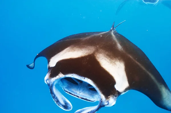 Manta ray floating underwater — Stock Photo, Image