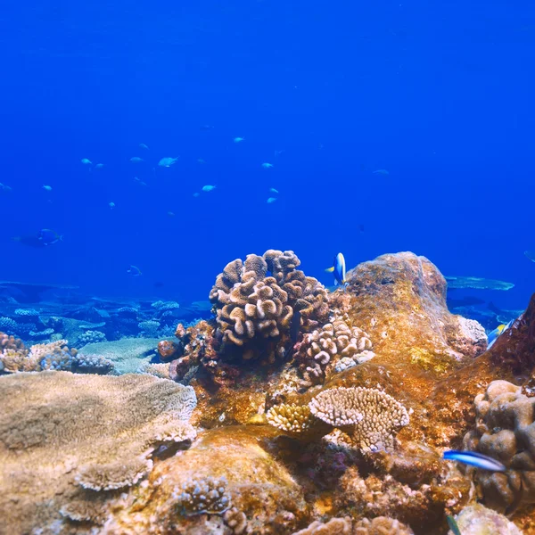 Arrecife de coral en Maldivas — Foto de Stock