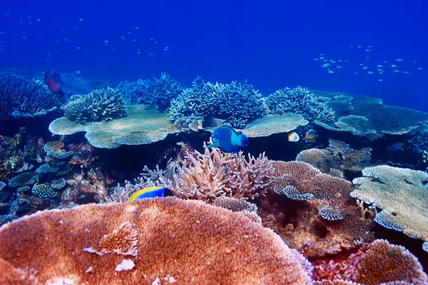 Arrecife de coral en Maldivas —  Fotos de Stock