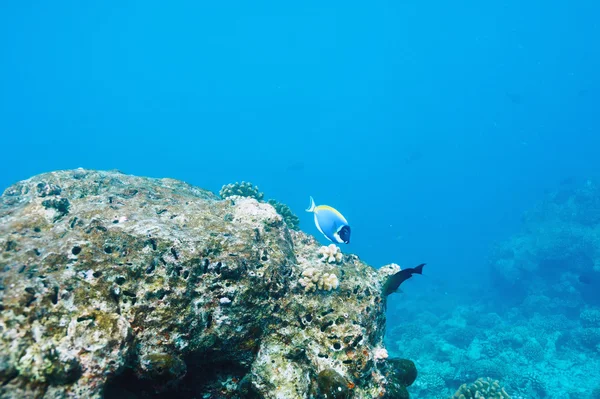 Arrecife de coral en Maldivas —  Fotos de Stock