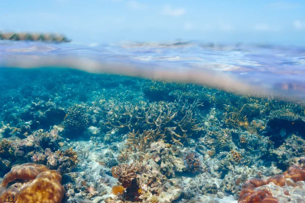 Korallenriff auf den Malediven — Stockfoto