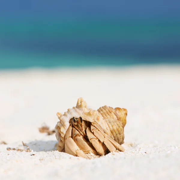 Granchio eremita in spiaggia — Foto Stock