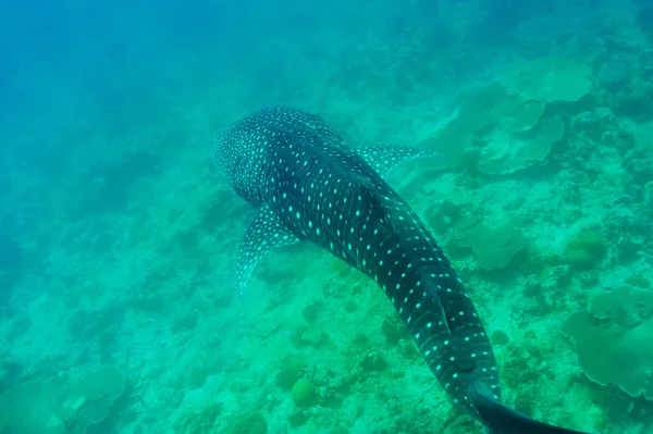 Requin baleine nageant dans des eaux bleues cristallines aux Maldives — Photo