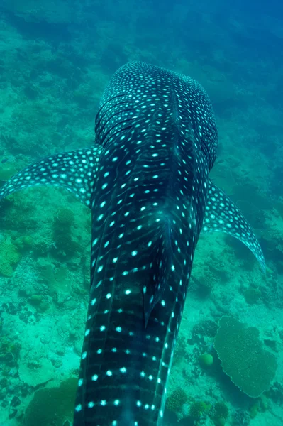Valhajen simma i kristallklart blått vatten på Maldiverna — Stockfoto