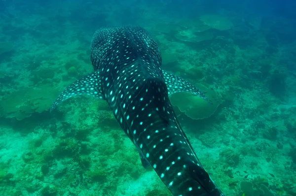 Requin baleine nageant dans des eaux bleues cristallines aux Maldives — Photo