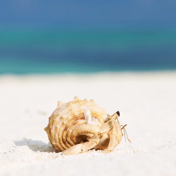 Caranguejo eremita na praia — Fotografia de Stock