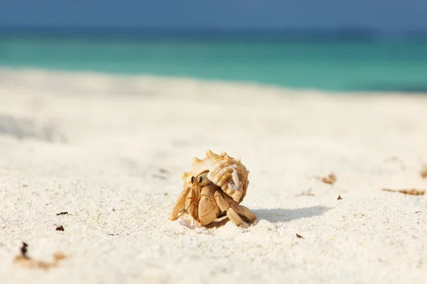 Poustevník krab na pláži — Stock fotografie