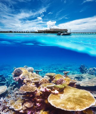 Sahil mercan resif sualtı Manzaralı