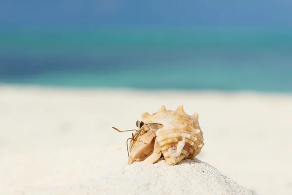 Yalnızcıl Yengeç plajda — Stok fotoğraf