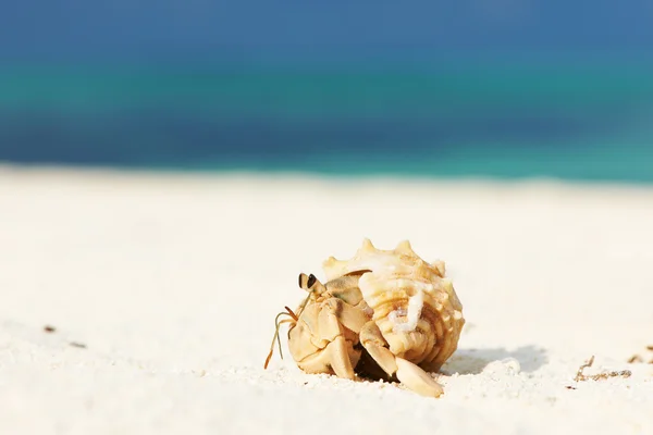 Pustelnik na plaży — Zdjęcie stockowe