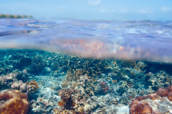 Korallzátony Maldív-szigetek — Stock Fotó
