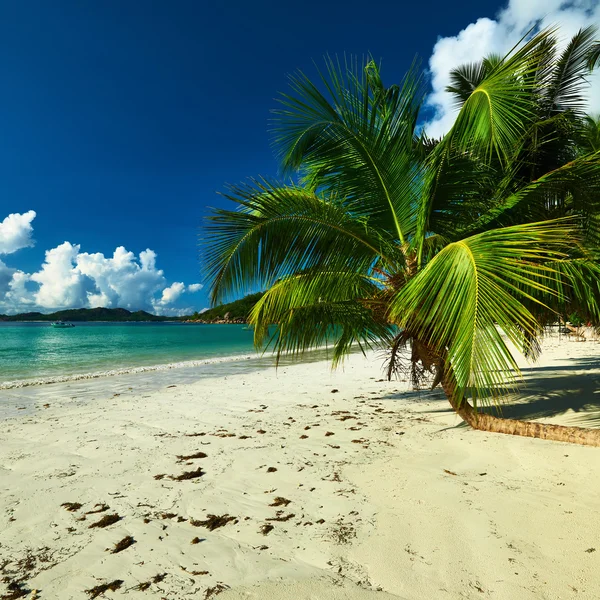 Strand mit Palme — Stockfoto