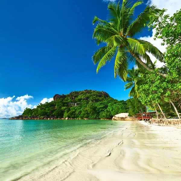 Hermosa playa con palmera —  Fotos de Stock