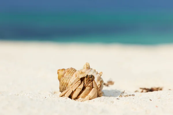 Pustelnik na plaży — Zdjęcie stockowe