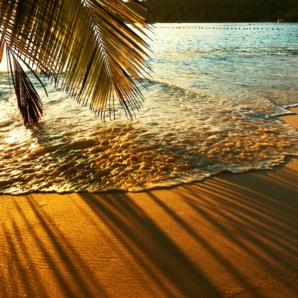 Hermoso atardecer con palmera —  Fotos de Stock