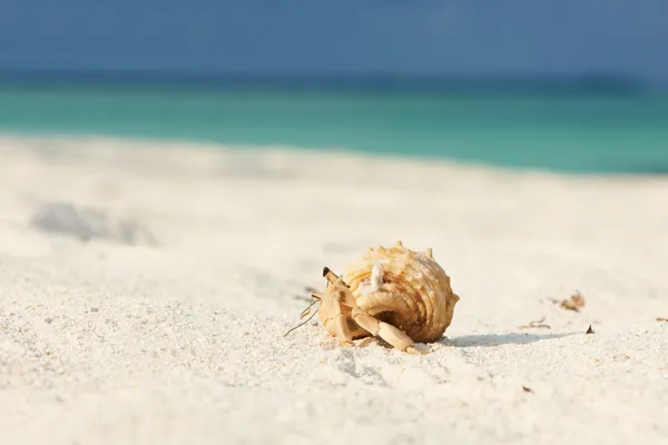 Cangrejo ermitaño en la playa —  Fotos de Stock