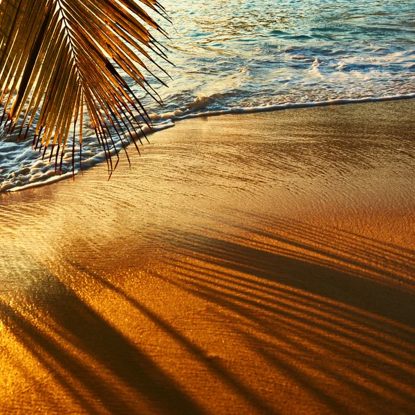 Beau coucher de soleil sur la plage des Seychelles avec ombre de palmier — Photo