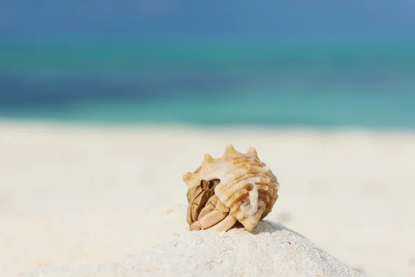 Eremitkräfta på stranden — Stockfoto