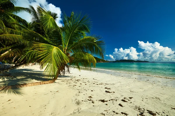 Красивый пляж с пальмой на Сейшельских островах — стоковое фото