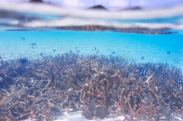 Arrecife de coral en Maldivas — Foto de Stock