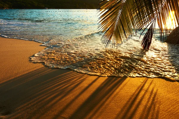 Schöner Sonnenuntergang am Strand der Seychellen mit Palmenschatten — Stockfoto