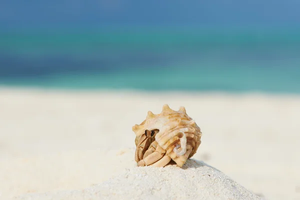 Pustelnik na plaży — Zdjęcie stockowe
