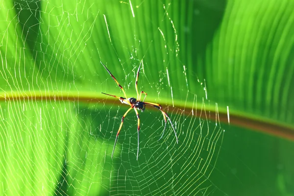 Aranha de madeira gigante — Fotografia de Stock