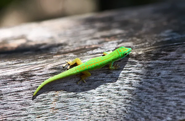 Grüner Gecko — Stockfoto