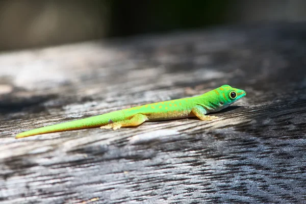 Grüner Gecko — Stockfoto