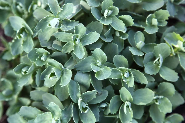 Groene bladeren — Stockfoto