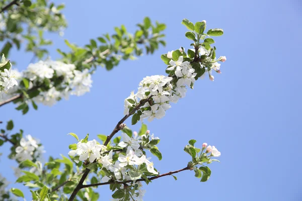 Apple tree — Stock Photo, Image