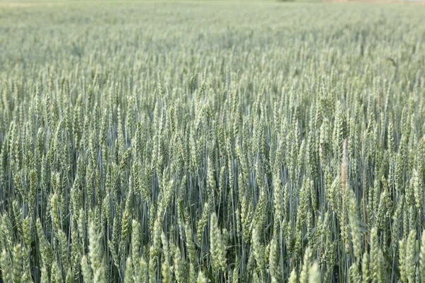 Wheat field — Stock Photo, Image