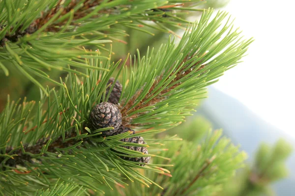 Árbol con conos — Foto de Stock