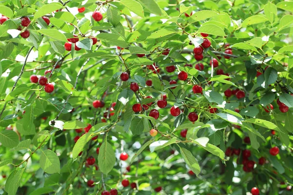 Cerezas — Foto de Stock