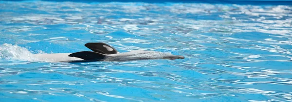 Delphin im Wasser — Stockfoto