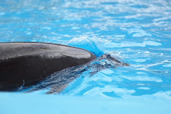 Delphin im Wasser — Stockfoto