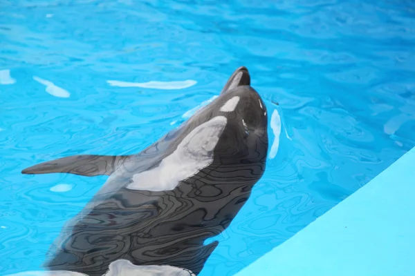 Delphin im Wasser — Stockfoto