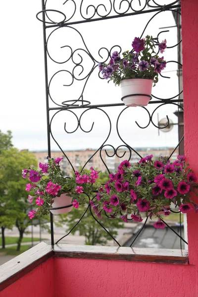 Hermosas flores — Foto de Stock