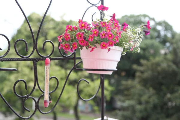 Beautiful flowers — Stock Photo, Image