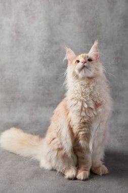 Gri arka planda maine Rakun Kedisi