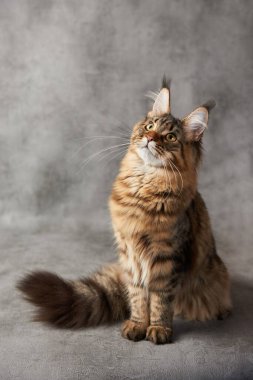 Gri arka planda maine Rakun Kedisi