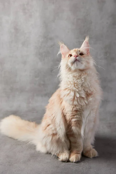 Maine Coon Chat Sur Fond Gris Photo De Stock