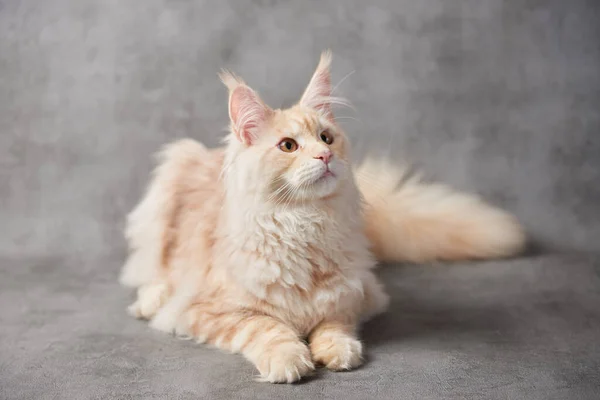Maine Mýval Kočka Šedém Pozadí Royalty Free Stock Fotografie