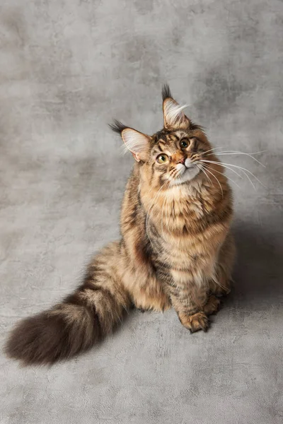 Maine Coon Katt Grå Bakgrund Stockbild