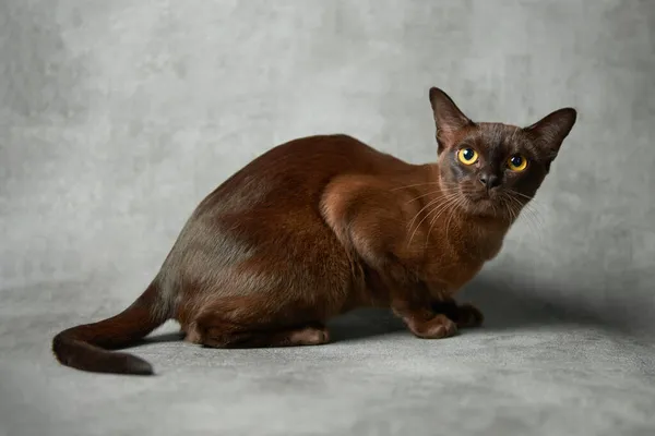 Gato Birmano Sobre Fondo Gris — Foto de Stock