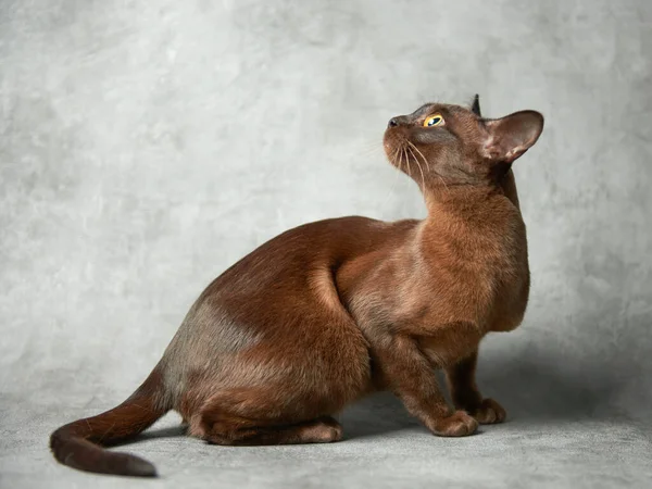 Burmesische Katze Auf Grauem Hintergrund Stockfoto